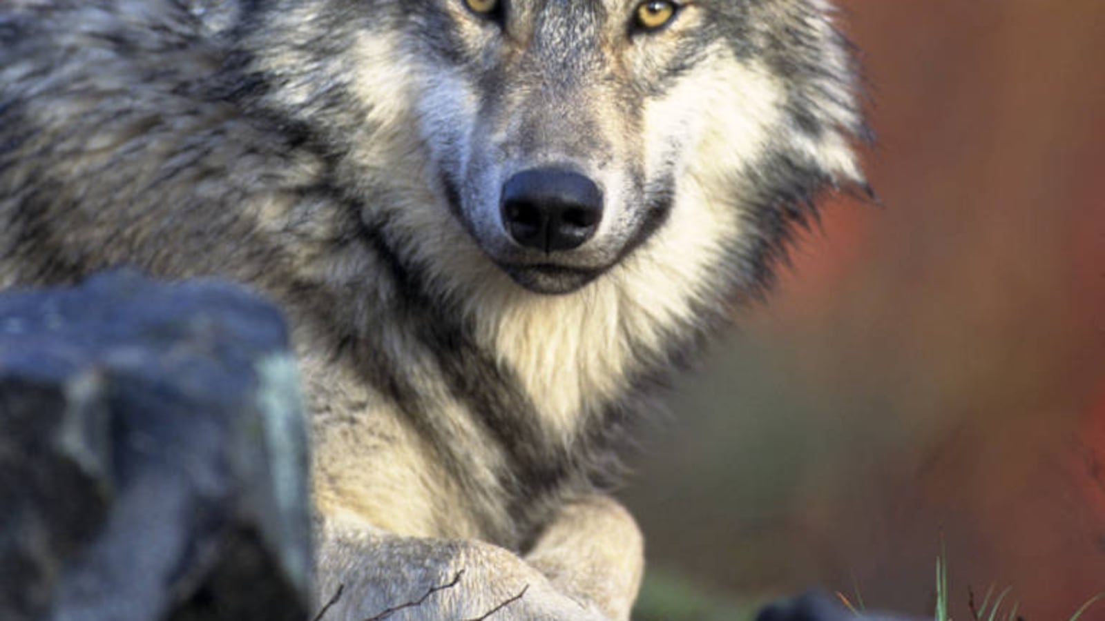 DNR survey shows stable wolf population in Michigan