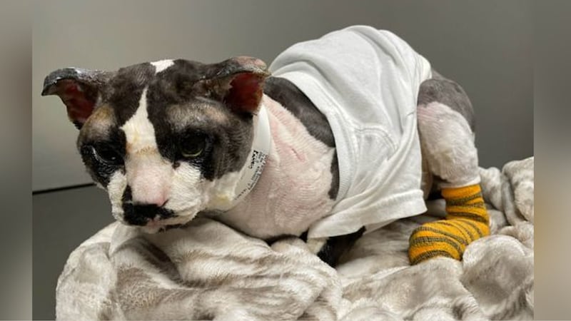 cigarette dog costume Animal rescuers helping cat seriously burned after being flicked by cigarette cigarette dog costume Animal rescuers helping cat seriously burned after being flicked by cigarette