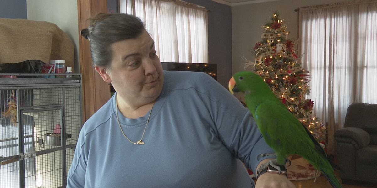 Parrot Found Lost parrot found in Iron Mountain