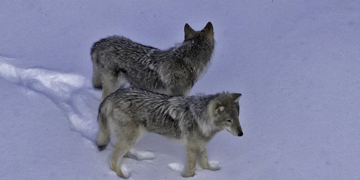 Developing a cost-effective technique to estimate wolf abundance in ...