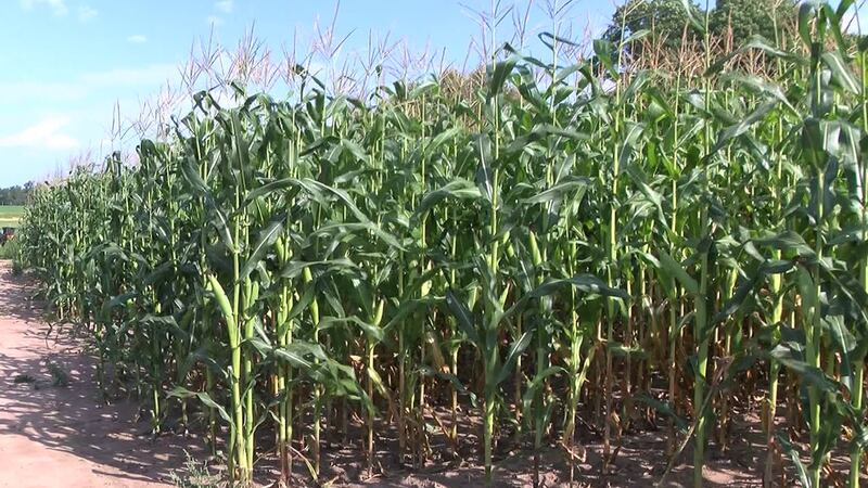 Corn crops in abundance this year after hot, humid summer