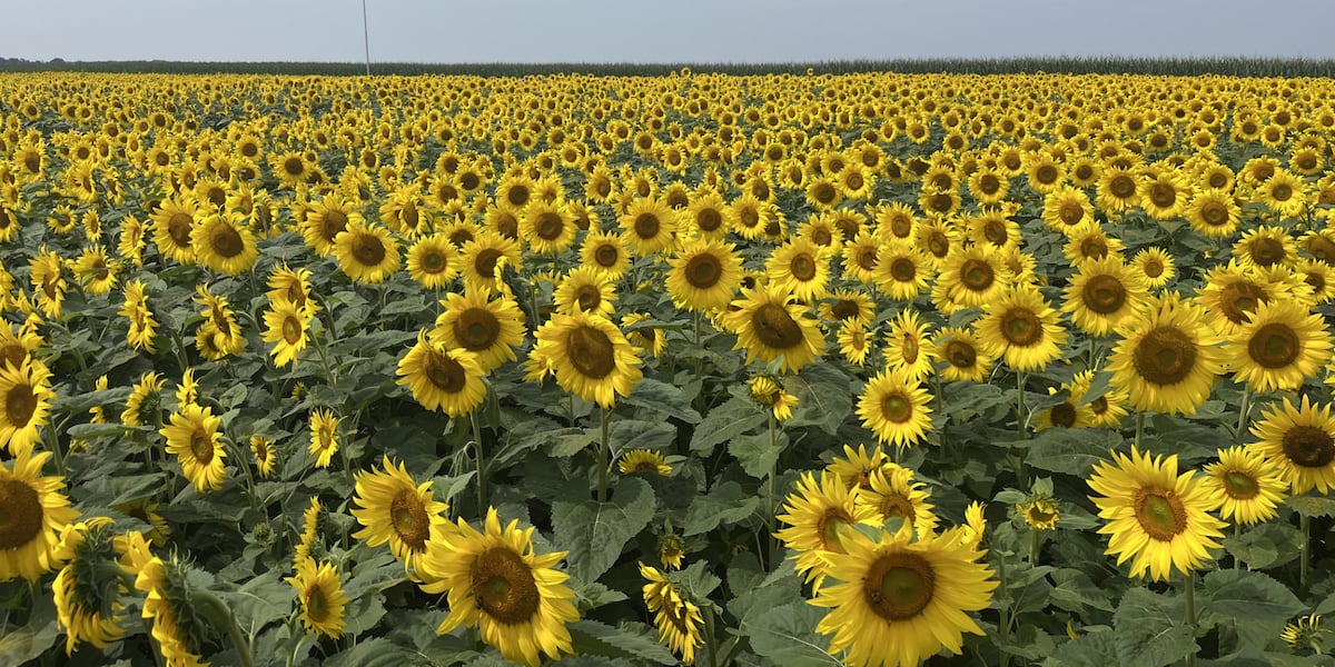 Hundreds of thousands of sunflowers on display as Hall Farms now open in Rock