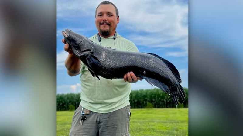 felony fish hooked Hooked: Pirates, Poaching, and the Perfect Fish: Knecht, G. Bruce: 9781594866944 Books The Blood Run Skeena Hook is designed for the avid salmon fisherman Record-breaking invasive snakehead fish caught