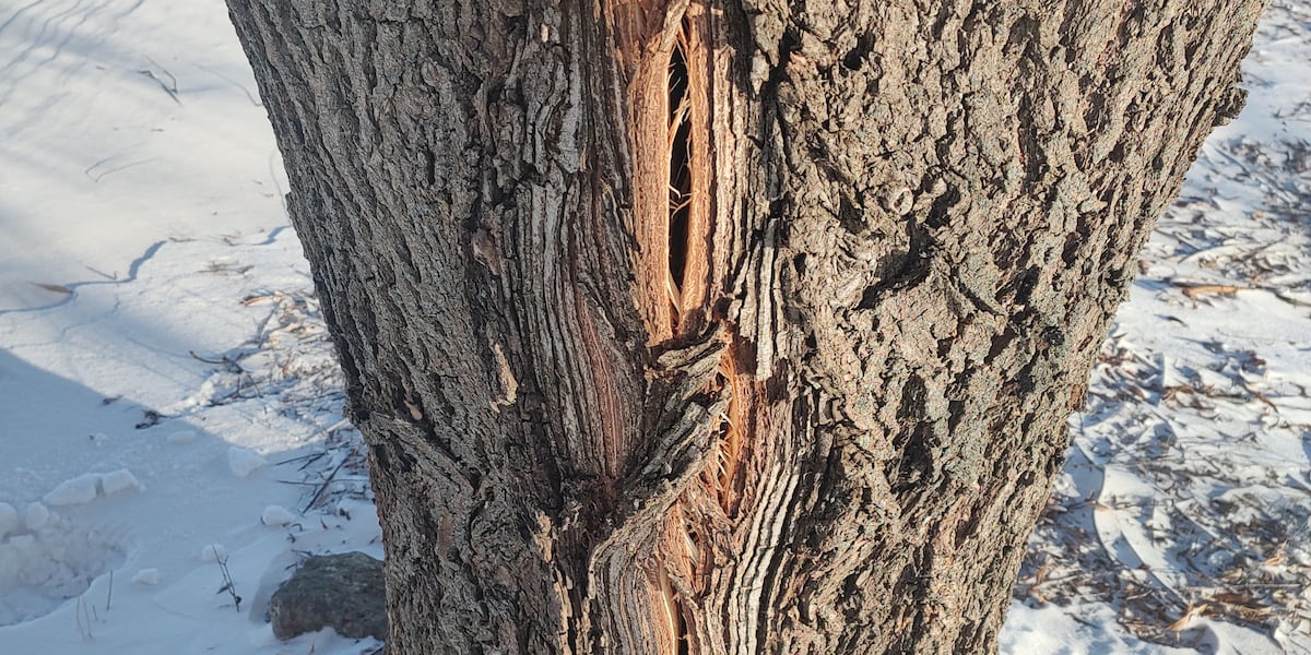 Michigan Tech professor explains the science behind ‘exploding trees ...