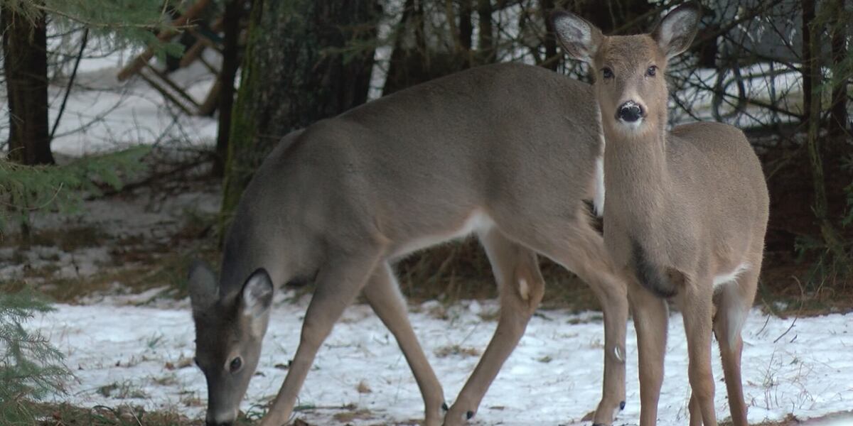 Applications open for DNR Deer Habitat Improvement Partnership grants