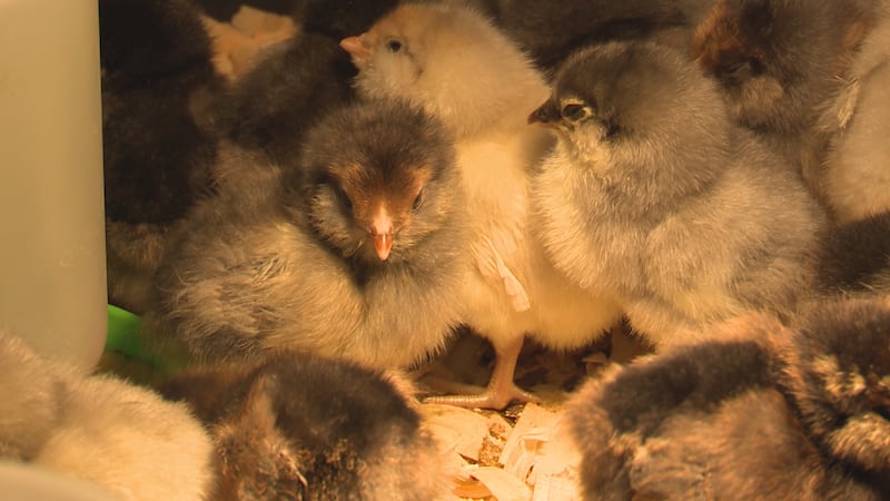 Baby chicks
