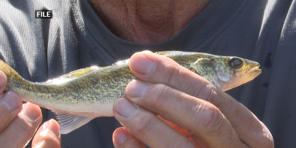 Marie Fish Sault Ste. Marie Tribe's fish program released one million walleye into ...