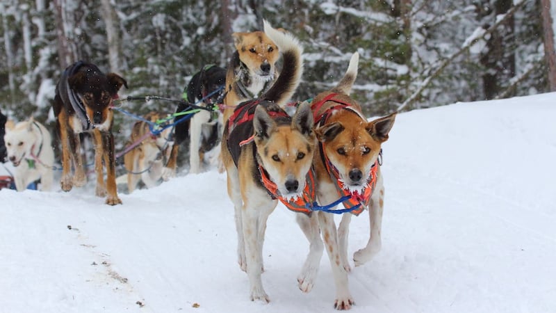 Tahquamenon Country Sled Dog Race Finale