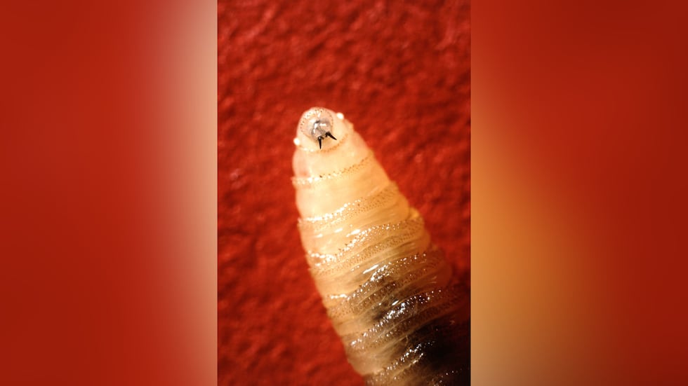 Cacing Sombong Dunia Baru Terdeteksi Sekitar 90 Mil dari AS