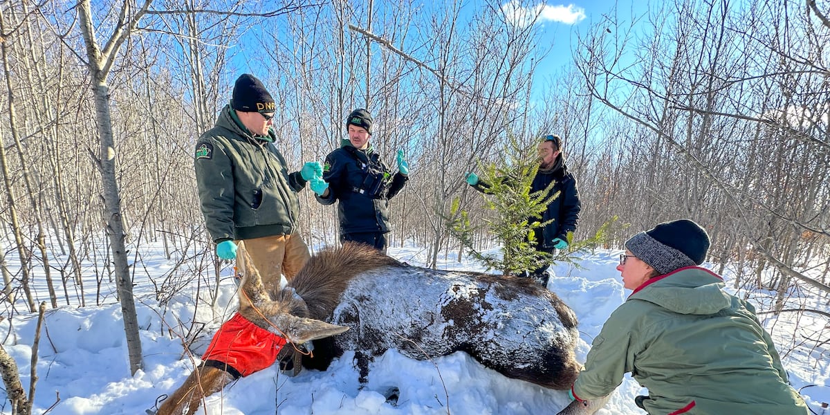 Mopse Project Guide Moose project field operations completed for 2025