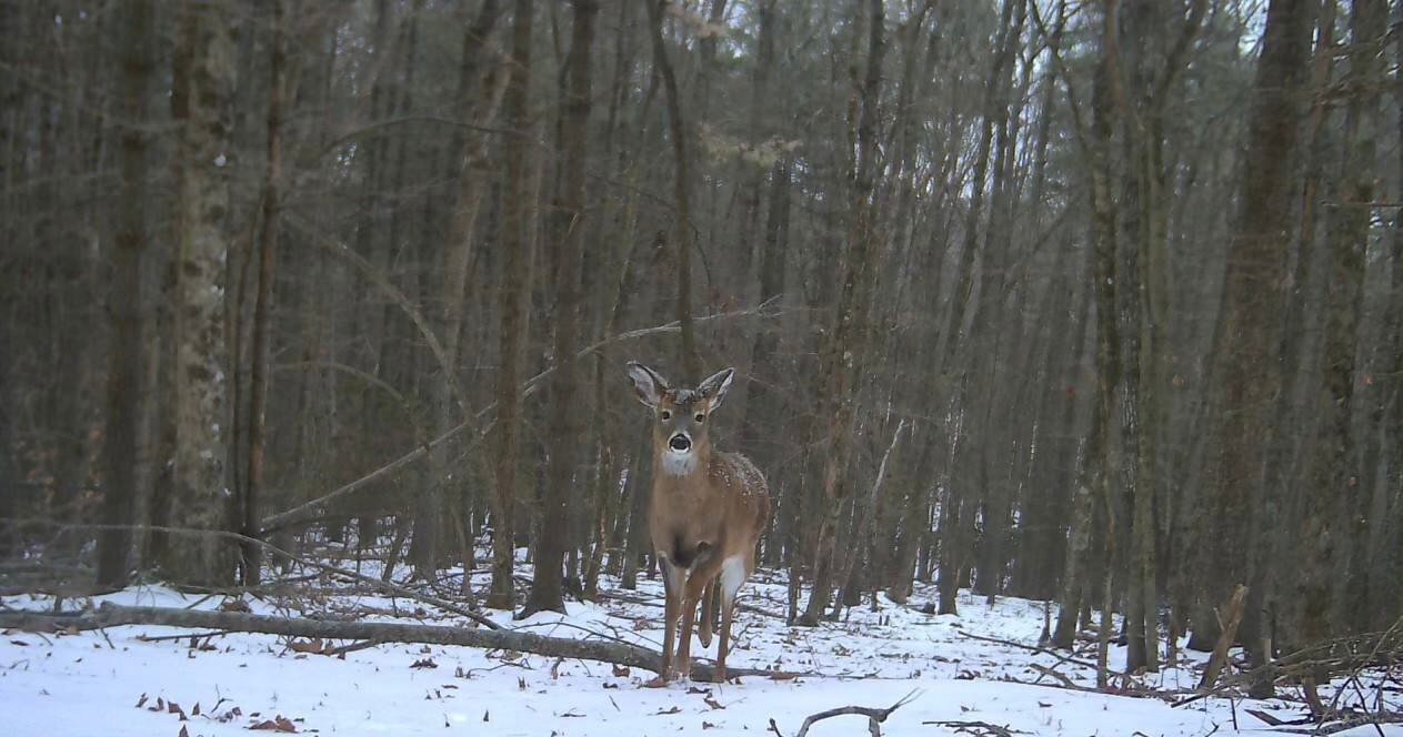 DNR app now lets you register tags for deer