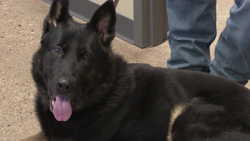 K9 Rambo The Florence County Sheriff’s Office now has a second K9 dog named Rajzi