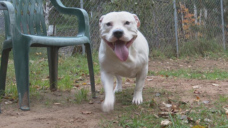 Baymax is a 2-year-old pitbull.