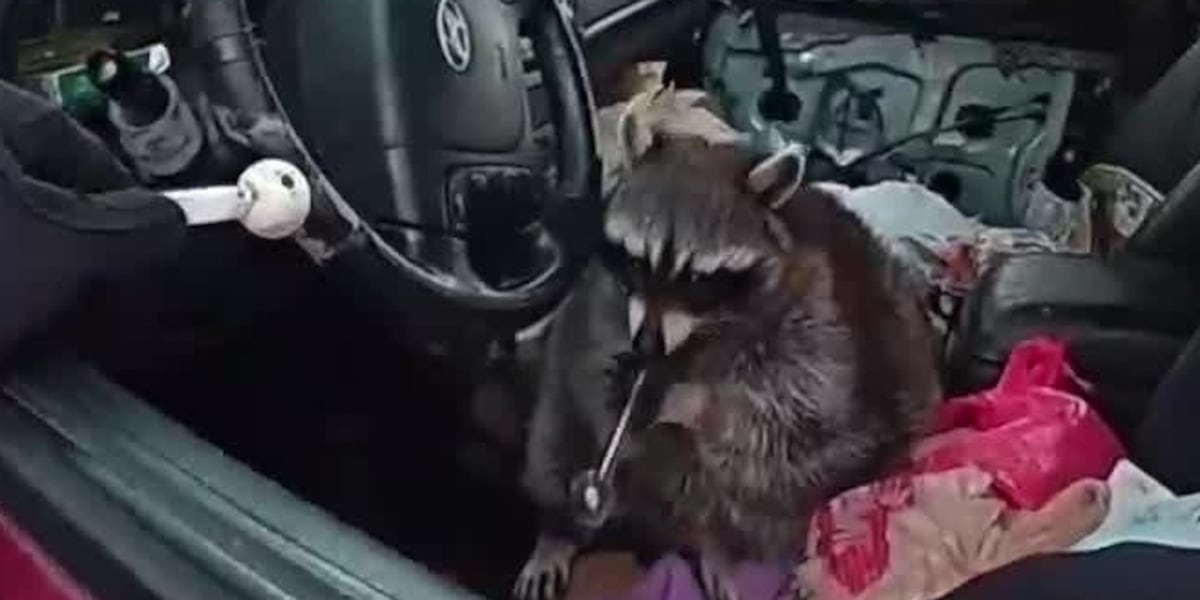 Lsd Racoon Police find pet raccoon holding meth pipe during traffic stop: ‘He’s ...