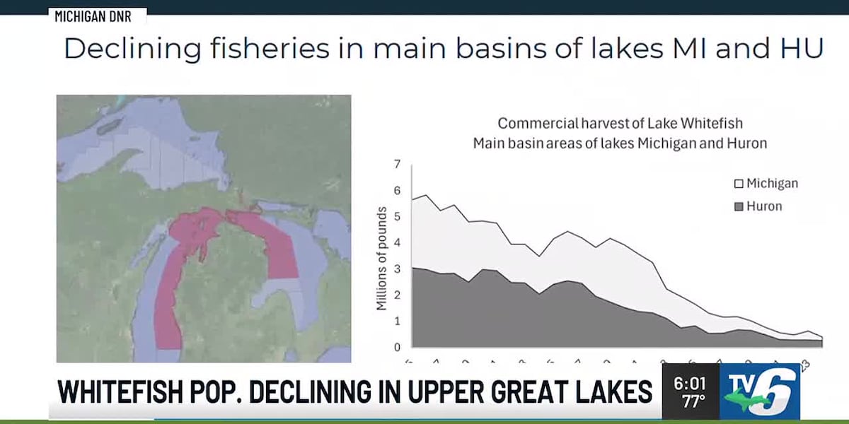 Urgent Decline Reveals Crisis in Upper Great Lakes Whitefish Population